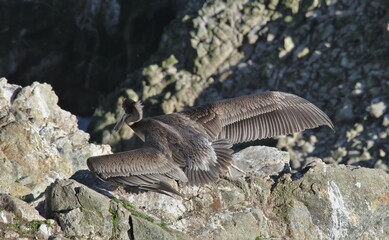 Juvenile Brown Pelican (Pelecanus occidentalis) sretching in the sun