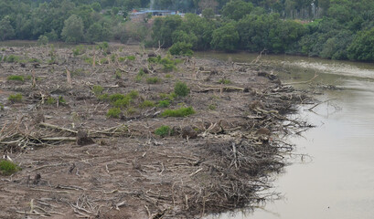Illegal logging activities of mangrove swamps by the river 