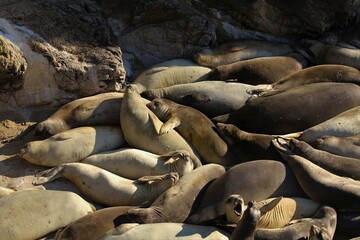 Group of Northern Elephant Seals (Mirounga angustirostris) relaxing in a sandy cove