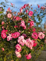 pink roses in a garden
