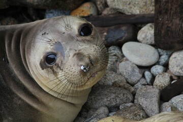 Closeup of immature Northern Elephant Seal (Mirounga angustirostris) 