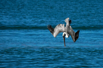Brown Pelican Dive - Naples Beach