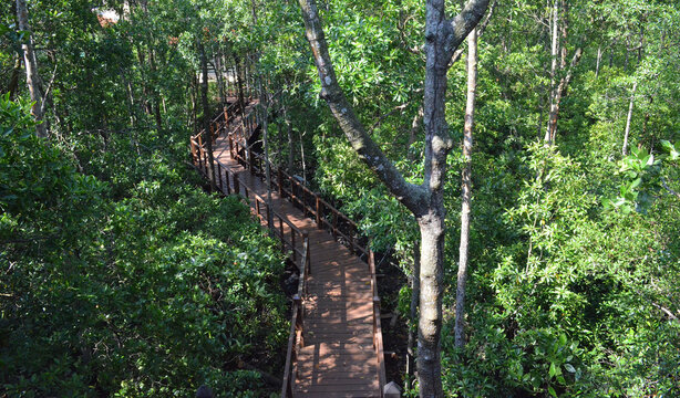Southeast Asian mangrove swamp forests. Tanjung Piai Malaysia Mangrove Forest Park 