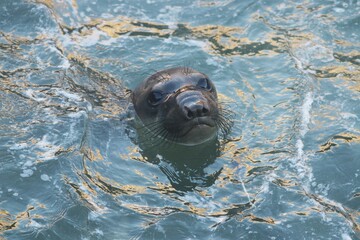 Closeup of immature Northern Elephant Seal (Mirounga angustirostris) swimming