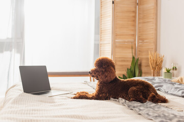 groomed poodle lying near laptop with blank screen on bed.