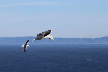 Fototapeta na wymiar Adult Western Gulls (Larus occidentalis) in flight