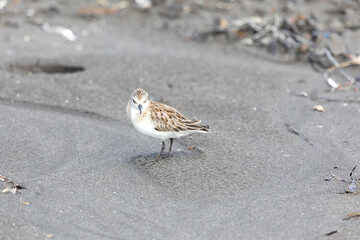 Calidris is looking for insects in sand among  seaweed. Kunashir Island