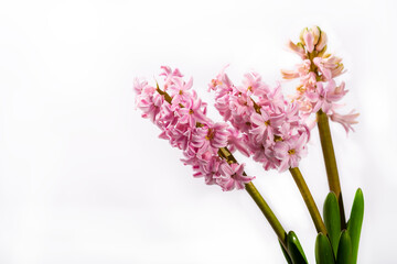 Pink blooming hyacinth on a white background. Greeting card, space for text