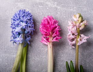 Multicolor hyacinth flowers. Purple Hyacinth Orientalis, multicolored mixed. Spring hyacinths. Happy Easter card background. Greeting card, Flat lay, top view