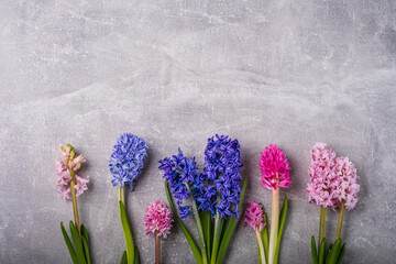 Multicolor hyacinth flowers. Purple Hyacinth Orientalis, multicolored mixed. Spring hyacinths. Happy Easter card background. Greeting card, Flat lay, top view