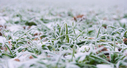 The leaves of wheat are covered with hoarfrost. Morning frosts on the wheat field. Winter wheat...