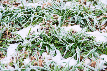 The leaves of wheat are covered with hoarfrost. Morning frosts on the wheat field. Winter wheat icing.