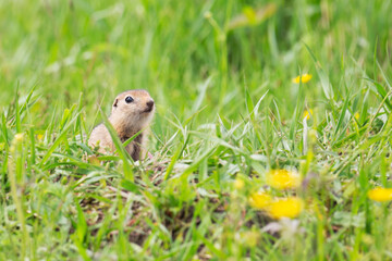 Naklejka na ściany i meble Gopher stands in the grass on a summer day