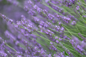 Purple violet color lavender flower field closeup background. Selective focus used