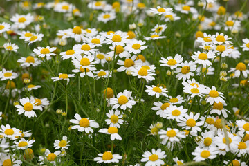 Fototapeta premium Camomiles on summer field closeup