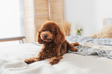 curly and brown poodle lying on bed at home.