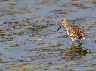 Wood Sandpiper looking for food