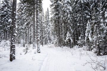 Winter landscape. Trees covered with snow in the mountains.
