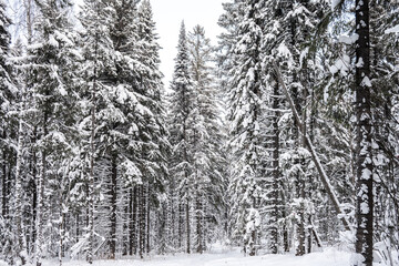 Winter landscape. Trees covered with snow in the mountains.