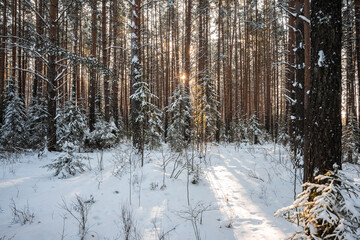 Winter landscape. Trees covered with snow in the mountains.