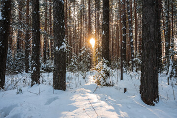 Winter landscape. Trees covered with snow in the mountains.