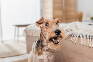 close up of curly wirehaired fox terrier near modern bed.