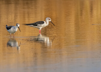Black Wing Stilt in lake for food