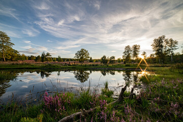 Fototapeta premium heath close up, Calluna vulgaris macro in summer