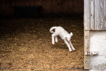 A young lamb jumping happily around in its shed