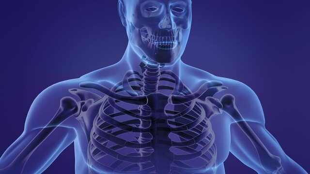 Human skeleton clavicle bones anatomy