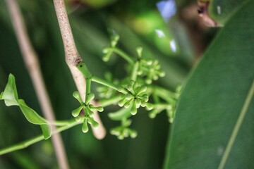 The Jambolan tree preparing to bear fruit.