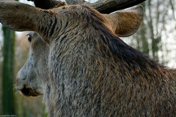 Deer