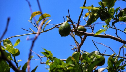 A small lemon tree in the garden.