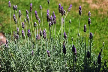 The beauty of the lavender flower.