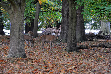 Wild deer in the woods,