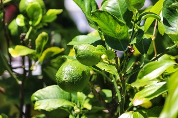 A small lemon tree in the garden.