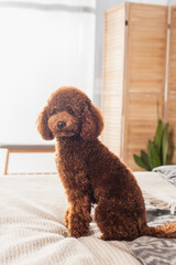 groomed and brown poodle sitting on bed at home.