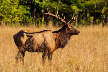 Profile of Bull Elk at Oconaluftee in Western North Carolina