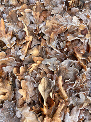 Oaken autumn leaves background