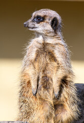 A meerkat looking