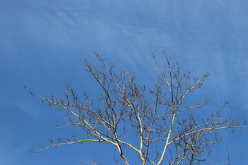 tree in the sky