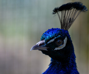 Male Indian Peacock