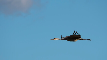 Sandhill crane in flight at Deer Parkes NWR in Idaho