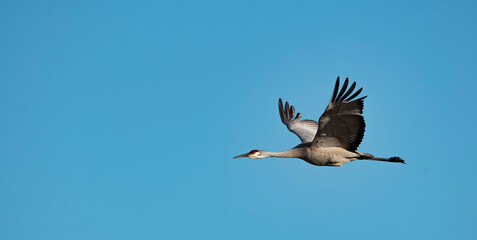 Sandhill crane in flight at Deer Parkes NWR in Idaho