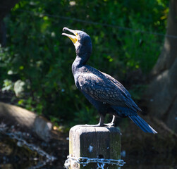 A cormorant perching
