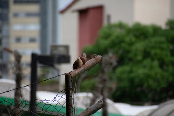 Reddish Dove