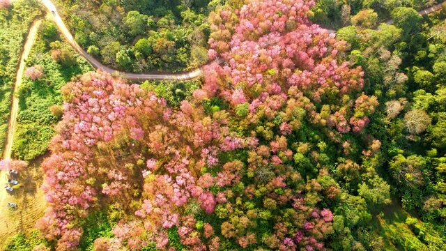 Wild Himalayan Cherry Blossom (Prunus cerasoides) or Thai Cherry flower at phu lom lo, Loei Thailand. 4K aerial view footage
