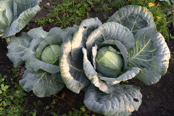 Two Cabbage grows in the organic open ground in the garden. Fresh Organic cabbage cultivation. Home...