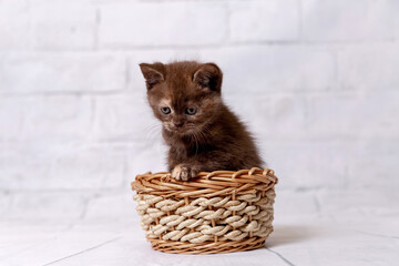 Fototapeta na wymiar British shorthair kittens on a light background