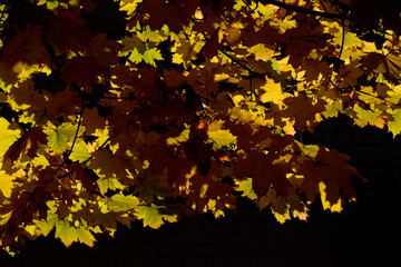 Yellow Autumn Colors in a botanical garden.